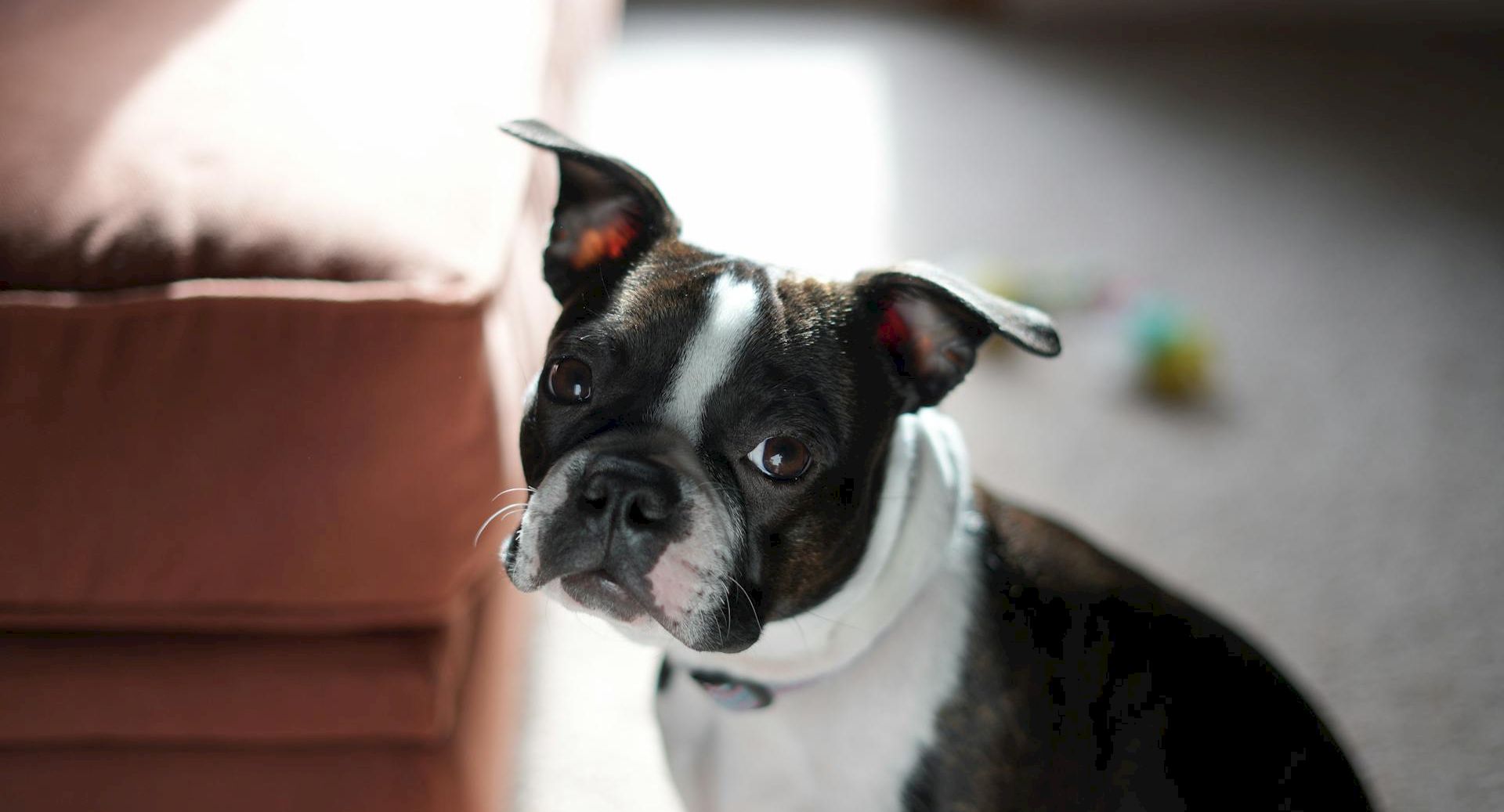 A black and white Boston Terrier sits indoors, looking up at the camera with alert ears near a sofa and a small colorful toy blurred in the background.