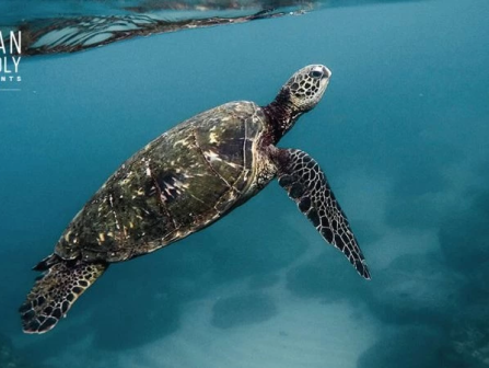 A sea turtle glides underwater, with Ocean Friendly Restaurants and Surfrider Foundation logos in the top left, logos over blue ocean.