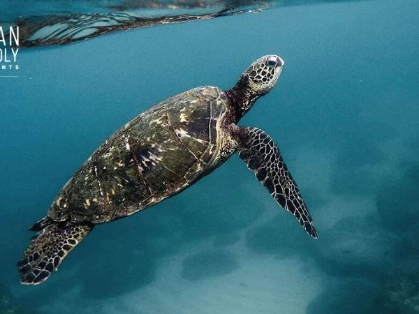 A sea turtle glides underwater, with Ocean Friendly Restaurants and Surfrider Foundation logos in the top left, logos over blue ocean.